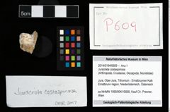 Foto (Objekt + Etikett) von Juracrista costaspinosa  (NHMW-GEO-2014-0194-0609)